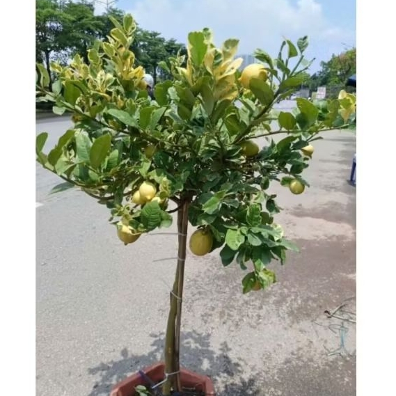 Cây chanh mỹ vàng lá var | Shopee Việt Nam