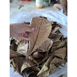 1  bọc lá bàng khô rụng tự nhiên 500g ( rất nhiều lá)