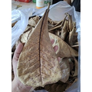 1  bọc lá bàng khô rụng tự nhiên 500g ( rất nhiều lá)