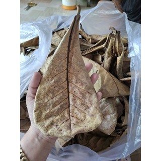 1  bọc lá bàng khô rụng tự nhiên 500g ( rất nhiều lá)