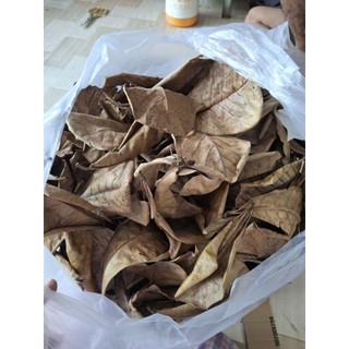 1  bọc lá bàng khô rụng tự nhiên 500g ( rất nhiều lá)