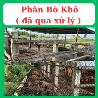 Phân bò khô đã qua xử lý( nặng 9 - 11kg tuỳ theo độ ẩm )