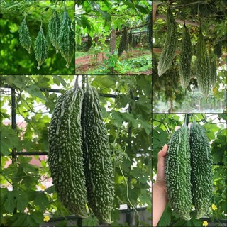 Hạt giống Mướp Đắng Rừng F1, kháng sâu bệnh, sinh trưởng khoẻ, năng xuất cao- 10 hạt