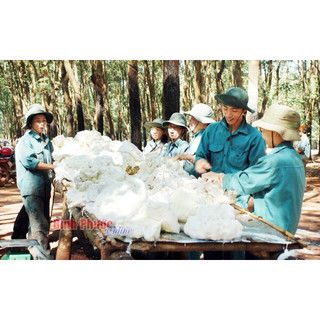 [1kg-3kg] Phèn nóng đánh đông mủ cao su, Axit nóng đánh đông mủ, Phèn axit, CaCl2 - Tách túi 1kg