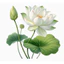 Hình hoa ủi áo-Miếng vá áo rách