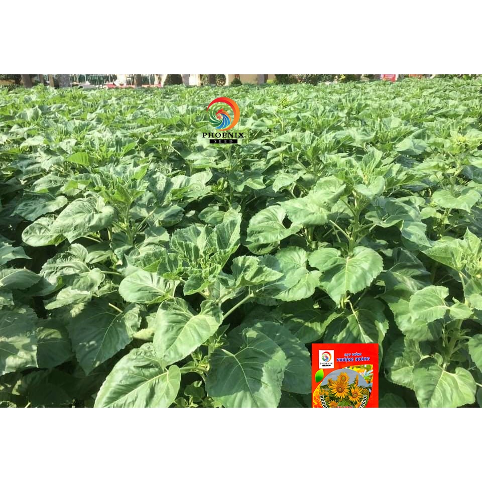 Hạt Giống Hoa Hướng Dương Cao Tháp Siêu Bông HLS288 Hạt Giống Phượng Hoàng