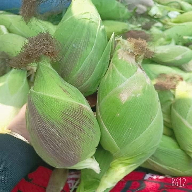Hạt Giống Bắp Nếp Nù Siêu Dẻo ( Gói 50 hạt )nãy mầm 99%, đóng túi zíp nhỏ