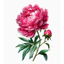 Hình hoa ủi áo--FLOWER -Miếng vá áo