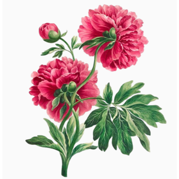 [HỎA TỐC] Hình hoa ủi áo--FLOWER -Miếng vá áo
