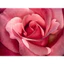 HƯƠNG HOA HỒNG (ROSE FR) 5mL 10mL 25mL