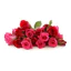 HƯƠNG HOA HỒNG (ROSE FR) 5mL 10mL 25mL