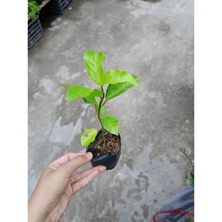 Bầu cây giống chanh dây vàng, chanh dây hoàng kim