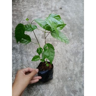 Bầu cây giống lá cách ( lá vọng cách)