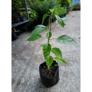 Bầu cây giống lá cách ( lá vọng cách)