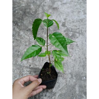 Bầu cây giống lá cách ( lá vọng cách)