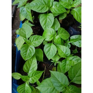 Bầu cây Ớt Hiểm ( Ớt xiêm canh), cây con,mua 5 tặng 1