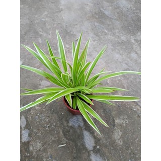 Chậu cây Cỏ Lan Chi, cây mẫu tử - làm cảnh