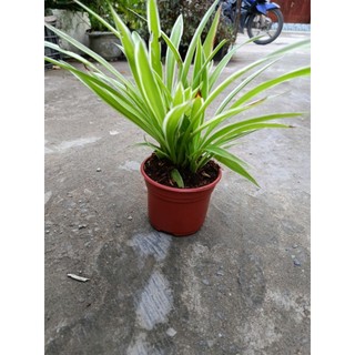 Chậu cây Cỏ Lan Chi, cây mẫu tử - làm cảnh