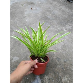 Chậu cây Cỏ Lan Chi, cây mẫu tử - làm cảnh