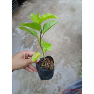 Bầu cây giống chanh dây vàng, chanh dây hoàng kim