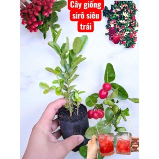 5 c.ây siro 50k giống siêu trái, nhanh trái,hàng lựa