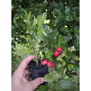 5 c.ây siro 50k giống siêu trái, nhanh trái,hàng lựa