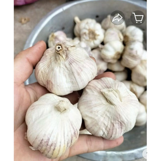 Tỏi khô củ to, nhiều tép,tỏi lụa  (0,5-1kg)