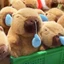 Gấu bông CP Nước Mũi Size Lớn MEILI STORE