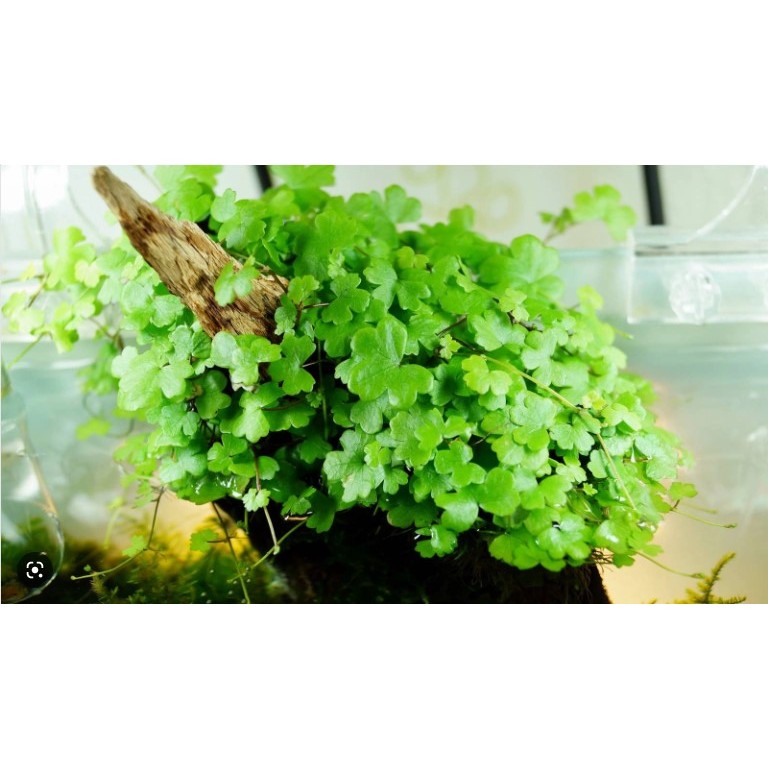 CÂY RAU MÁ HƯƠNG THỦY SINH - Trải nền không cần CO2 | Shopee Việt Nam