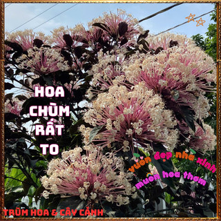 Chậu HOA PHÁO BÔNG siêu dễ trồng hoa lạ mắt rực rỡ mang may mắn️🌮 Siêu Thị Hoa Và Cây Giống