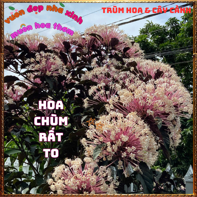 Chậu cây PHÁO BÔNG hoa thiên phúc siêu dễ trồng hoa chùm tuyệt đẹp️📬 Hoa Mười Giờ Bonsai & Phụ Kiện