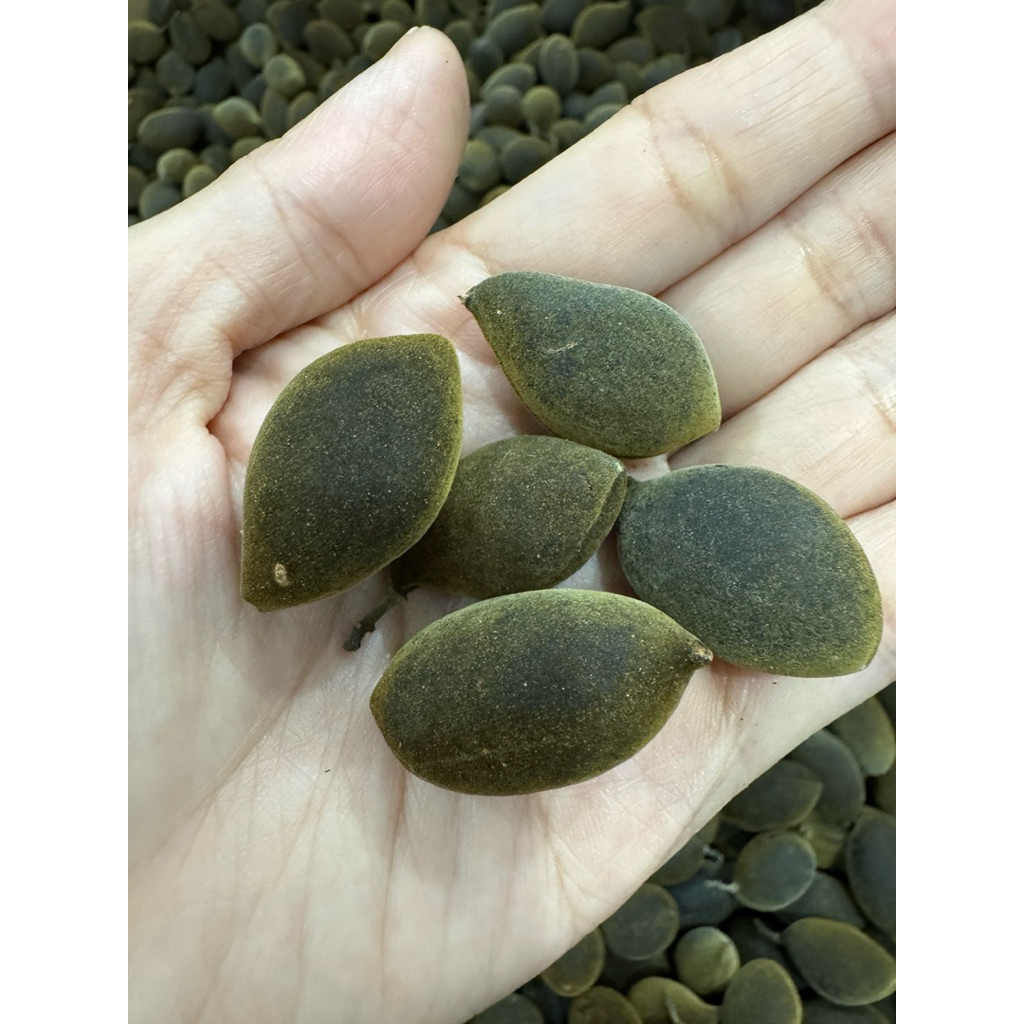 Trái say, Quả say nhung 1kg Hương vị dân dã, chua chua ngọt ngọt hòa ...