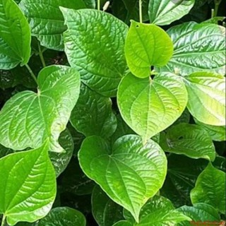 Lá lốt nhà trồng tự nhiên 1Kg