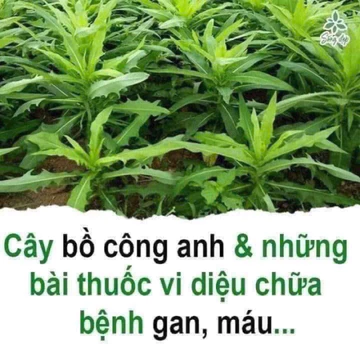 cây bồ công anh 500g -1kg