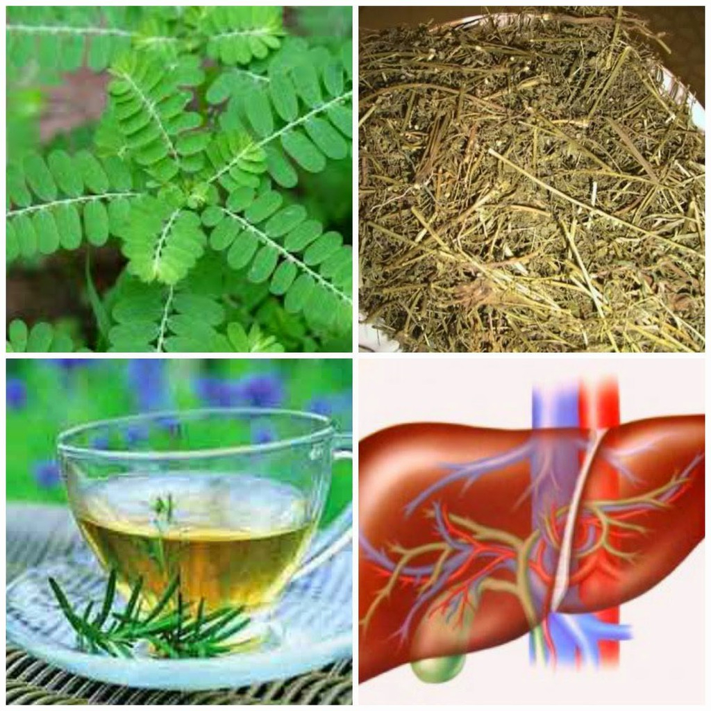 Diệp hạ châu hay còn gọi là cây chó để răng cưa khô thượng hạng Jindo tốt cho sức khỏe