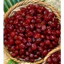 Mứt chùm ruộc , chùm ruột chua ngọt , chùm guộc đặc sản miền tây