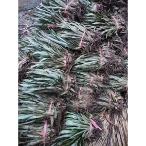 Combo 110 cây giống khóm Queen _ Cây khóm giống Cầu Đúc _ Cây khóm giống Tắc Cậu