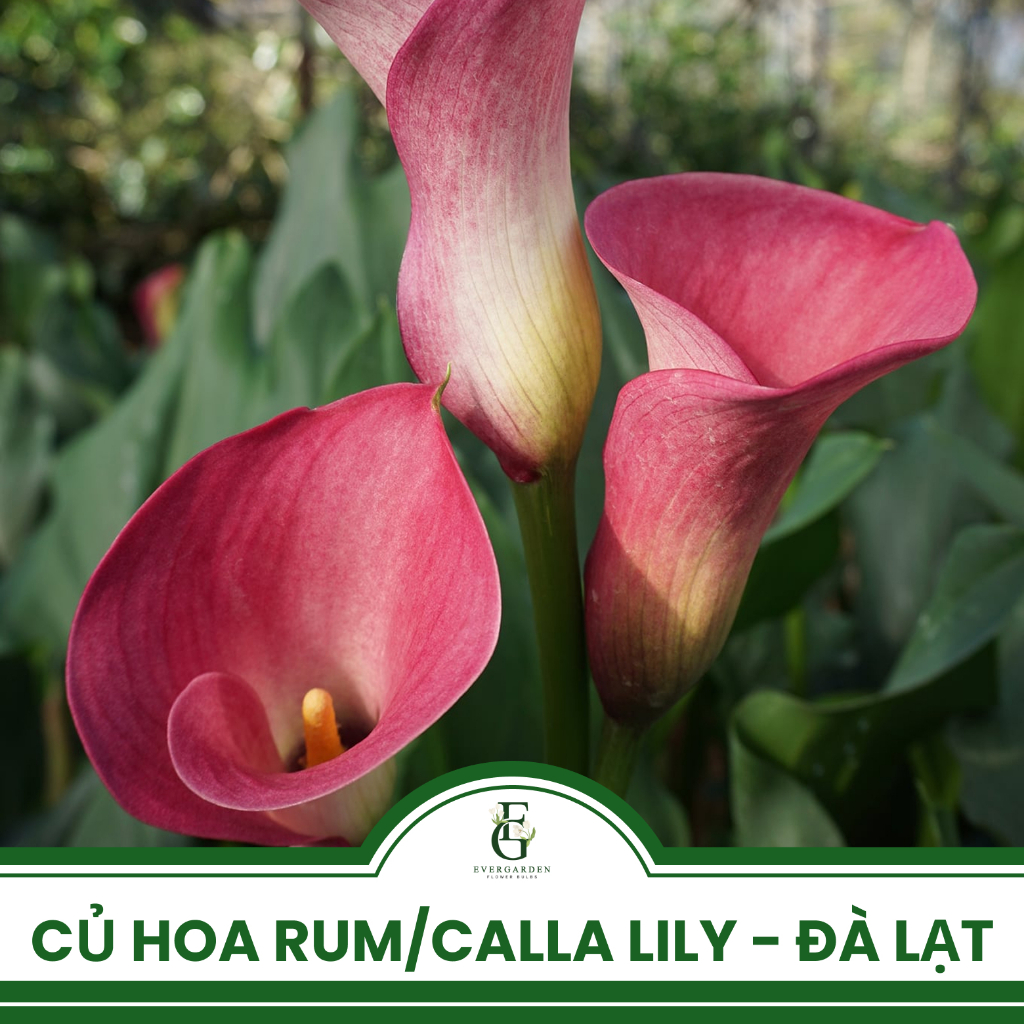 Củ mẹ hoa Rum | Vân Môn | Calla Lily – Đà Lạt - Củ to khỏe, nảy chồi ...