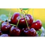 HƯƠNG ANH ĐÀO (CHERRY FR) 5mL 10mL 25mL