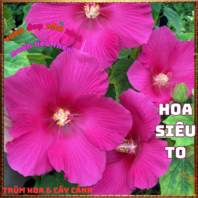 Chậu HOA RÂM BỤT MỸ màu hồng bông rất to màu ngọt ngào lạ mắt ️📬 Hoa Mười Giờ Bonsai & Phụ Kiện