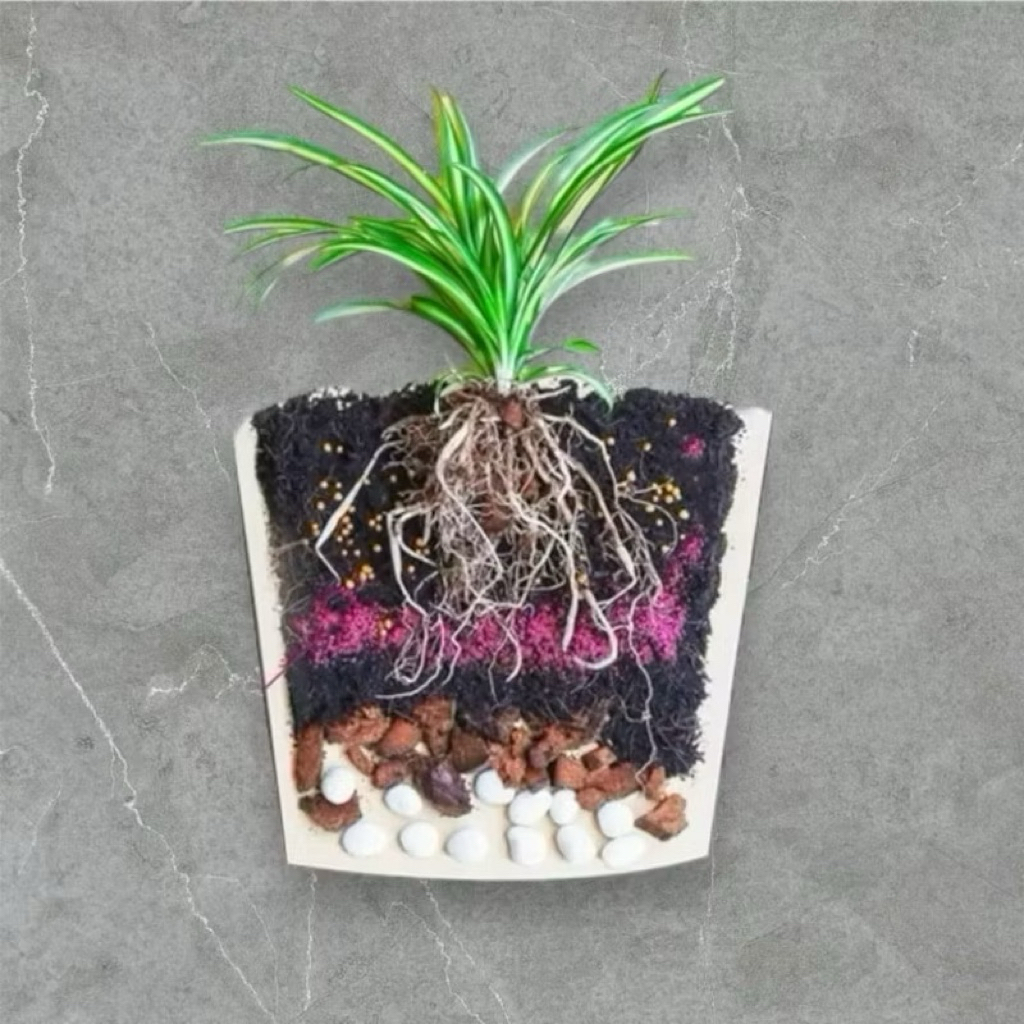 Thuốc tím trị rệp Thái Starkle-G | Dùng cho sen đá, xương rồng, cây kiểng lá
