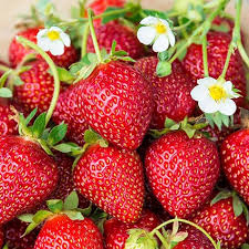 HƯƠNG DÂU (STRAWBERRY FRAGRANCE)