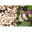 10KG ĐẬU VÁN loại 1 _ đậu ván giá sỉ _ đậu ván giá rẻ_ nongsangiasi, đậu ván đẹp, Hạt Đậu Ván Nấu Chè