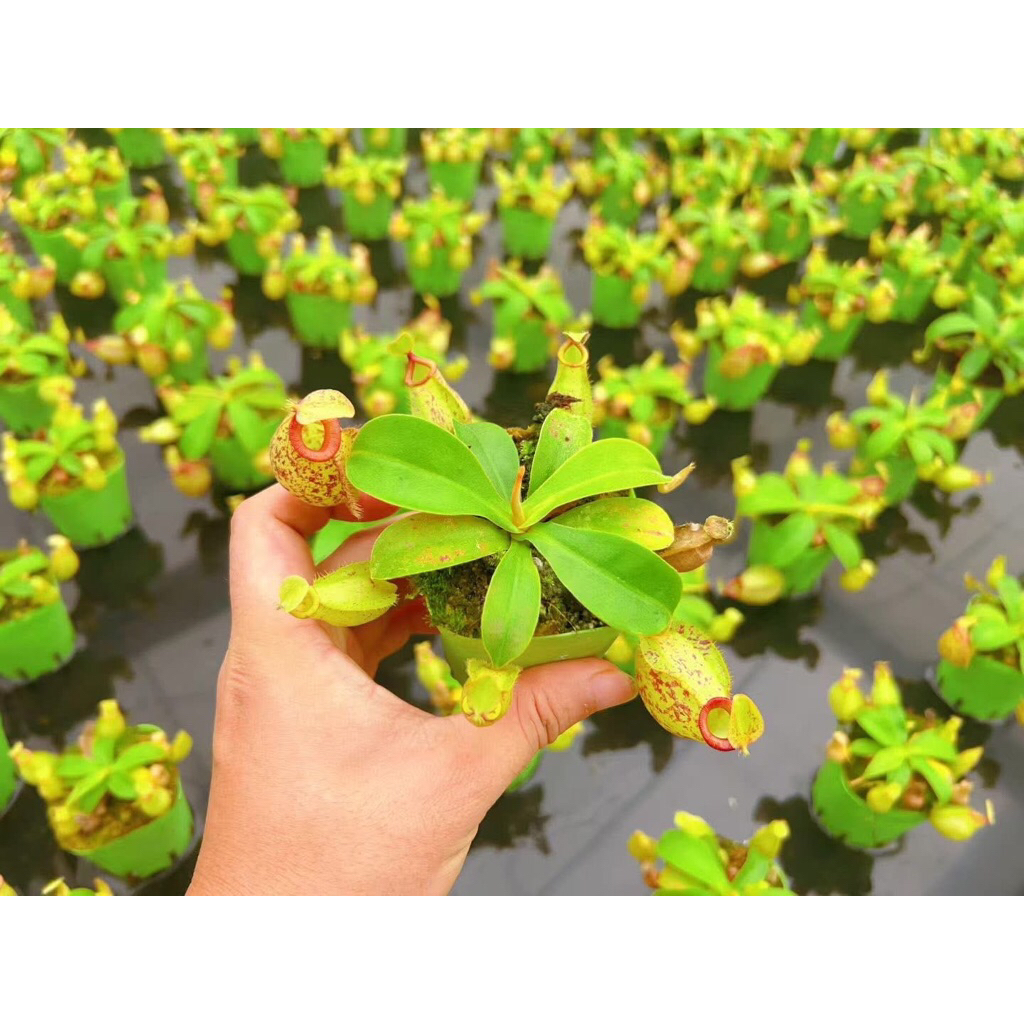 Dòng cây ăn thịt,cây bắt ruồi muỗi,cây nắp ấm,cây bẫy kẹp chỉ ship hoả tốc