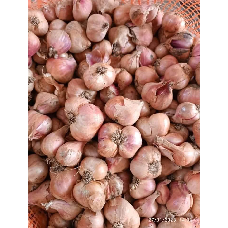 Hành Khô [Đầu Mùa] 3Kg Loại 1 Chuẩn Gốc Kinh Môn, Hải Dương. To, Căng, Mẩy, Chuẩn Chất Lượng, Gia Vị Cho Sức Khỏe