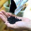 Phân Bón Hữu Cơ Đạm Cá Hồi Humic Túi 1kg - Bung Chồi, Bóng Lá, Phục Hồi Cây