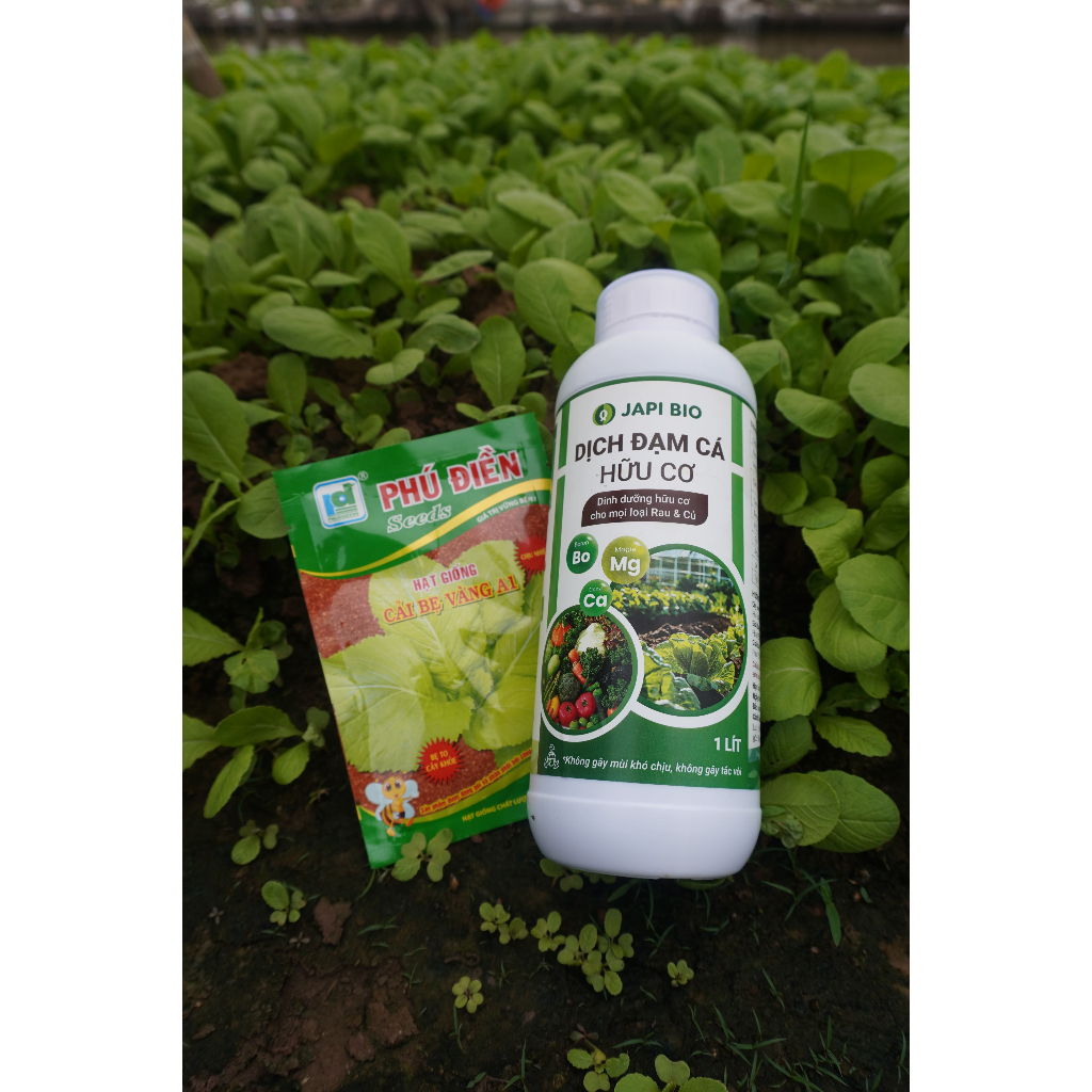 Hạt giống Cải Bẹ Vàng A1 20g – Hạt giống rau ăn lá kháng bệnh, trồng quanh năm