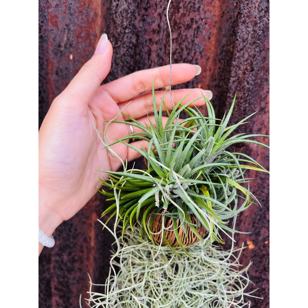 Cây không khí trang trí nội ngoại thất- Dễ chăm sóc- Vườn cây nội ngoại thất Bác Hai Garden