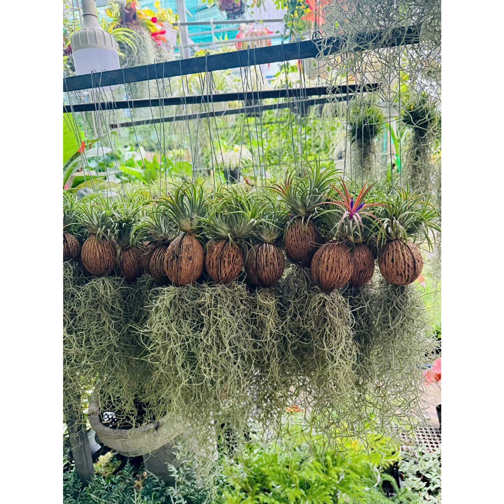 Cây không khí trang trí nội ngoại thất- Dễ chăm sóc- Vườn cây nội ngoại thất Bác Hai Garden