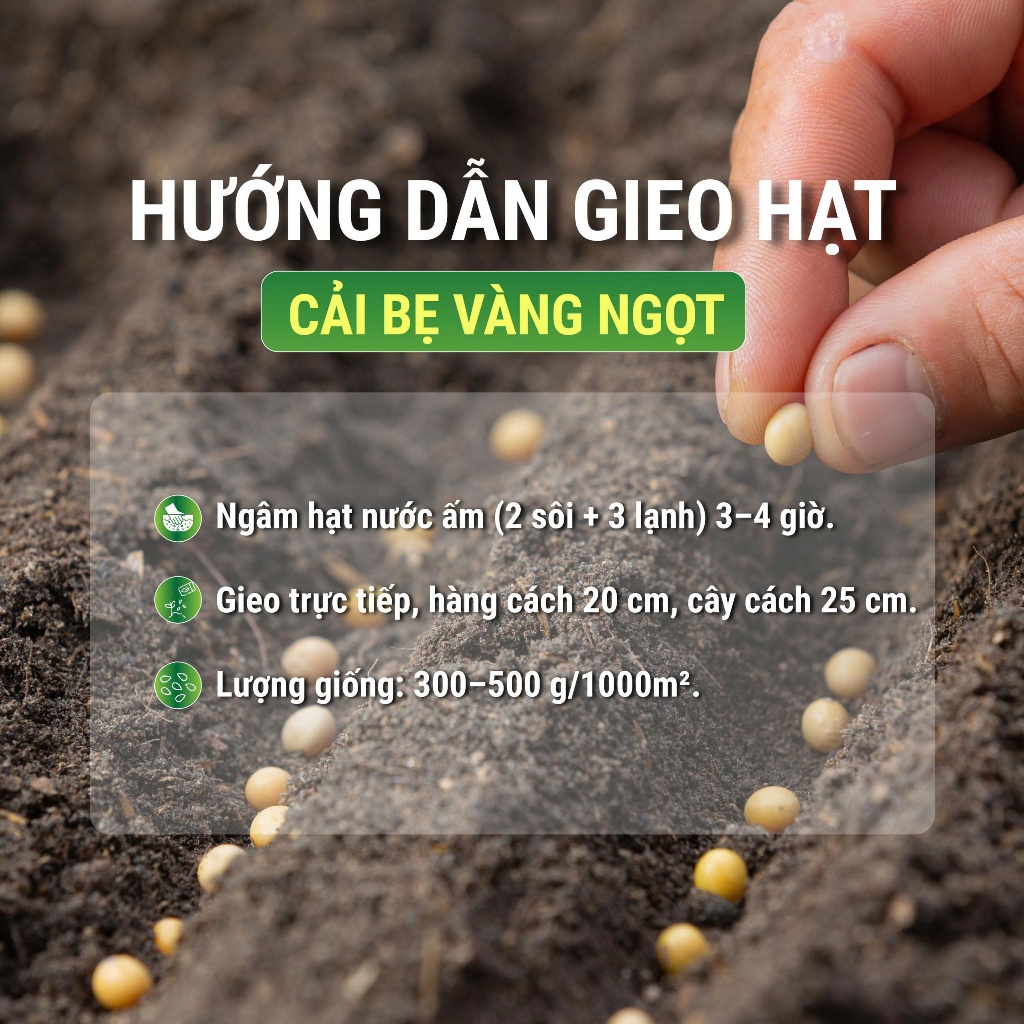 Hạt Giống Cải Bẹ Vàng Ngọt Hà Giang 20g – Hạt Giống Rau Ăn Lá Nảy Mầm Cao, Dễ Trồng Tại Nhà